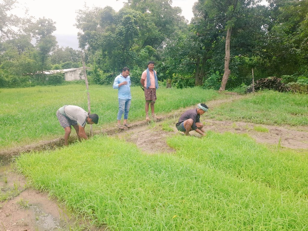 msfodisha's tweet photo. Transplantation of Ragi (Millet) by the farmers of Bhatali and Ambabhona blocks of Bargarh Dist.
#Promoting_Millet_Cluster
#Promotion_of_Improved_Package_of_Practices #demoplot
@HDFC_Bank @HDFCBankCSR @msfodisha https://t.co/A16SMQfUkL