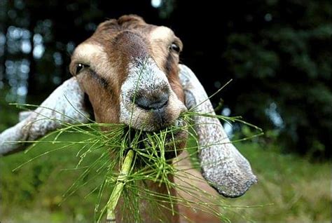 xcflores's tweet photo. @BradCarl22 Buy a #goat, never mow again... https://t.co/9tpv3UCPAK