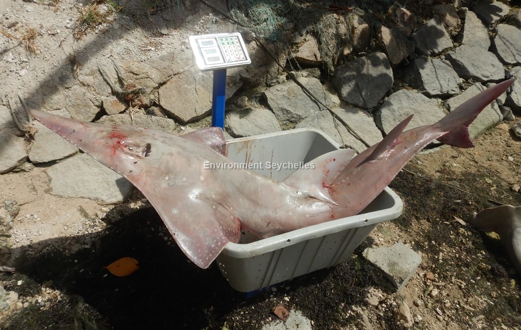 Seychellesharks's tweet image. Whitespotted wedgefish (Rhynchobatus australiae)(IUCN CR) - &quot;vyolon&quot; - Mahe (29/07/22). #datagathering #threatenedelasmobranchproject #swiofish #macce