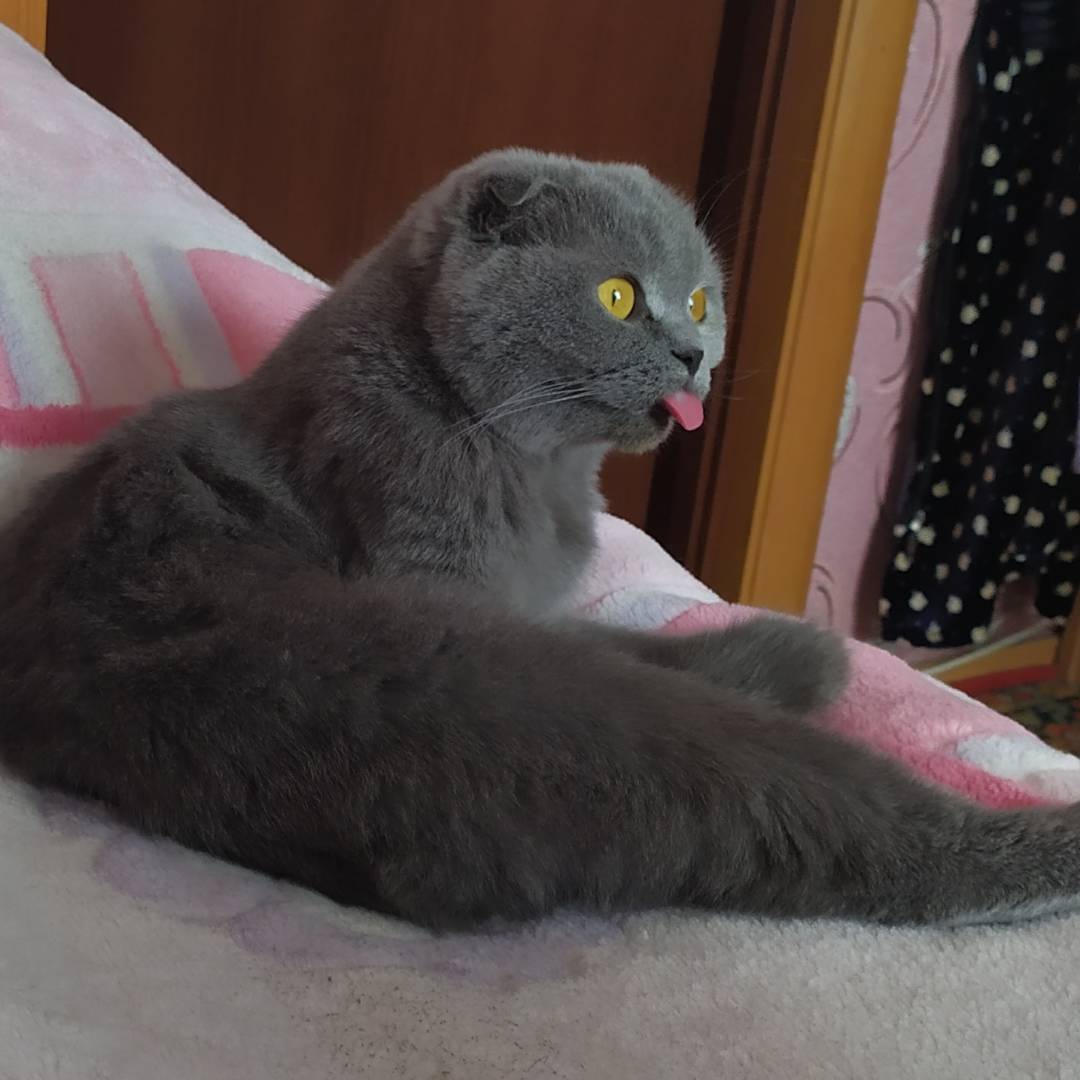 gothdecadence's tweet photo. всем спасибо, кто проявил неравнодушие к моей кошке, кто ретвитил и распространял мой твит о помощи... к сожалению, мою девочку спасти не удалось, у неё обнаружили онкологию, из-за которой она бы не прожила и месяца.
сегодня её не стало... покойся с миром, Скарлеттошенька💖 https://t.co/ZThOhCUhbT