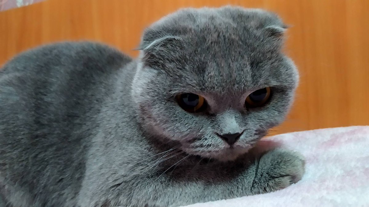 gothdecadence's tweet photo. всем спасибо, кто проявил неравнодушие к моей кошке, кто ретвитил и распространял мой твит о помощи... к сожалению, мою девочку спасти не удалось, у неё обнаружили онкологию, из-за которой она бы не прожила и месяца.
сегодня её не стало... покойся с миром, Скарлеттошенька💖 https://t.co/ZThOhCUhbT