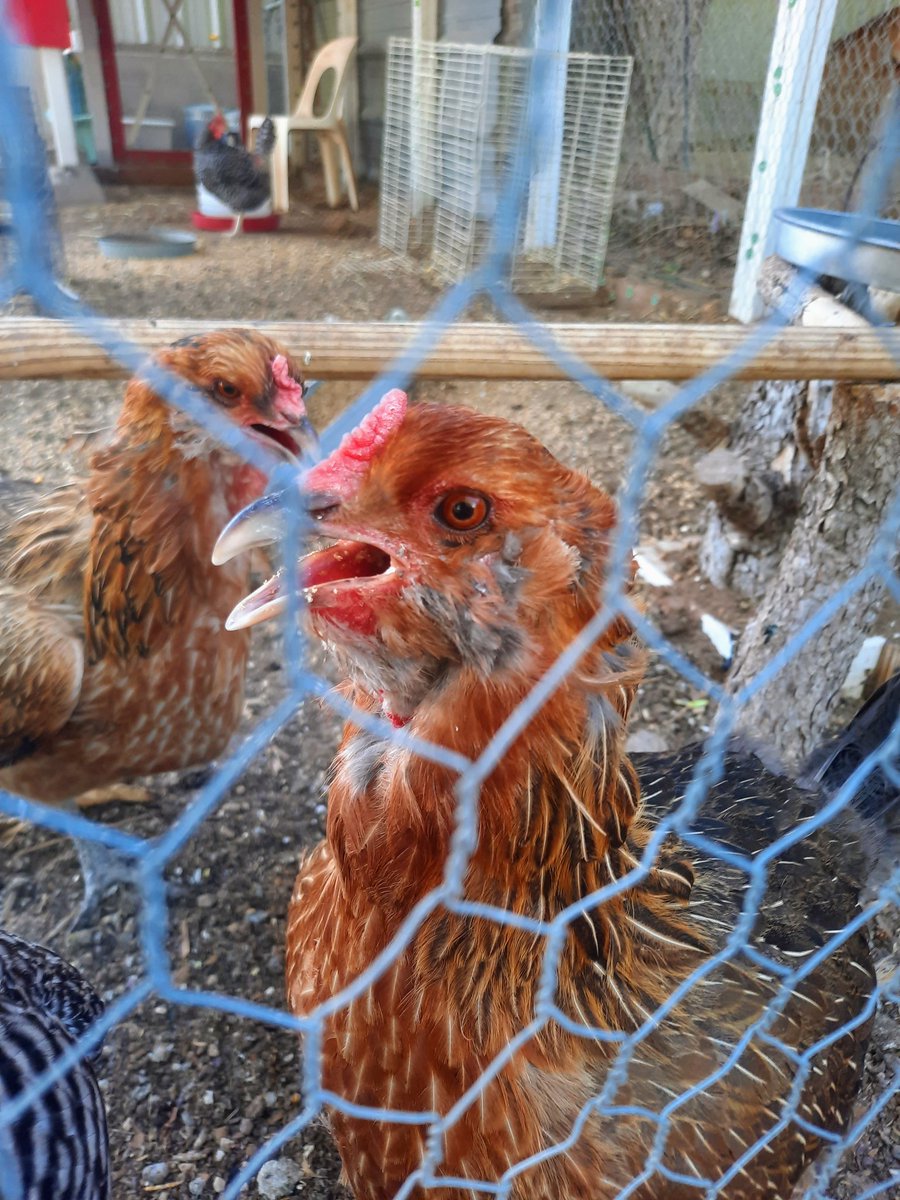 noniesmakeup's tweet photo. @Rwlshmakeup Red and Henrietta 🐓🐔 https://t.co/ub1IW6HEHc