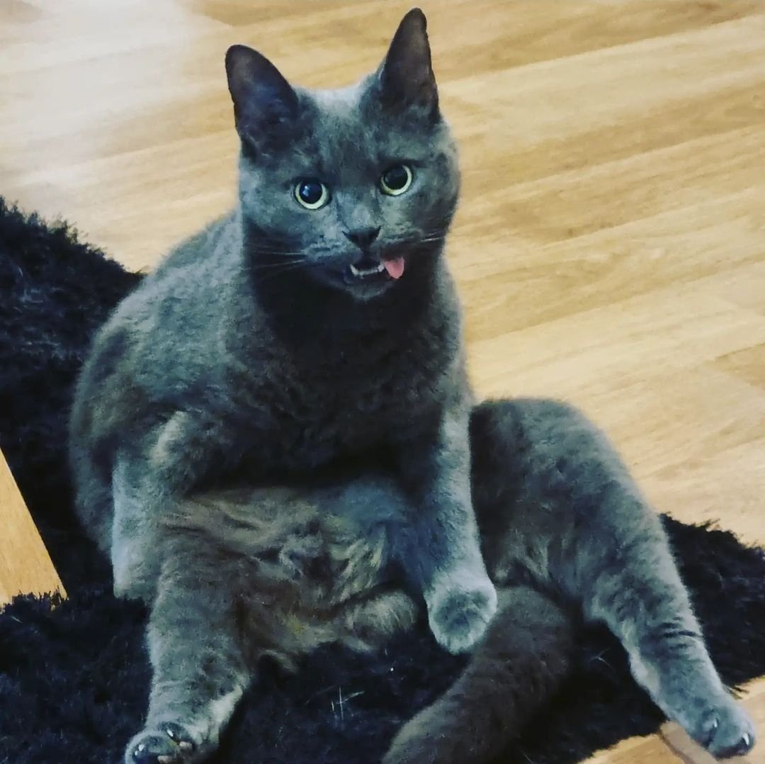 kerry2591's tweet photo. @mlemandblep 

When the human gets out the @DreamiesUK mid bath 

#CatsOfTwitter #cats #dreamies https://t.co/6UcPiApSPm