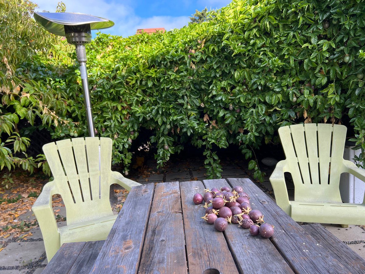 CitizenCassidy's tweet photo. It’s passion fruit / maracuya / chinola season in Fruitvale/Oakland!

Started 7 years ago and going maybe a bit too strong today… https://t.co/PI4Of3dy6j