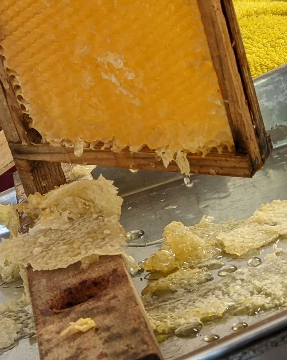 Looking at the comb and cut techniques, learning about honey classification, centrifuge &amp; tools....