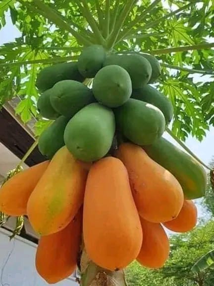 AkezaGermaine's tweet photo. Papaya Farming is profitable!
#farmermarket https://t.co/esuosoW65B