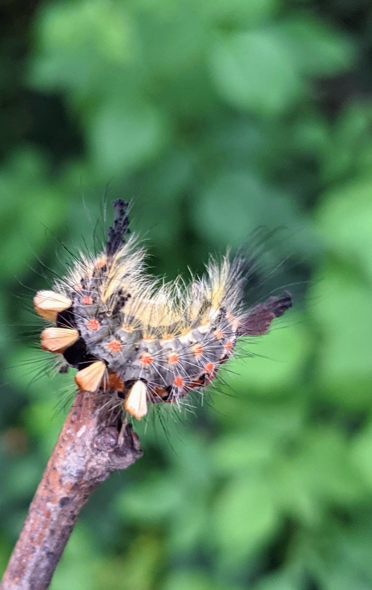 spotter_new's tweet photo. Anyone able to help ID this Caterpillar? Found it under my camp chairs on the shore of Loch Lomond. @MOTHIDUK @Lucy_Lapwing @BBCSpringwatch @wildscotland https://t.co/1oe8nmPaSp