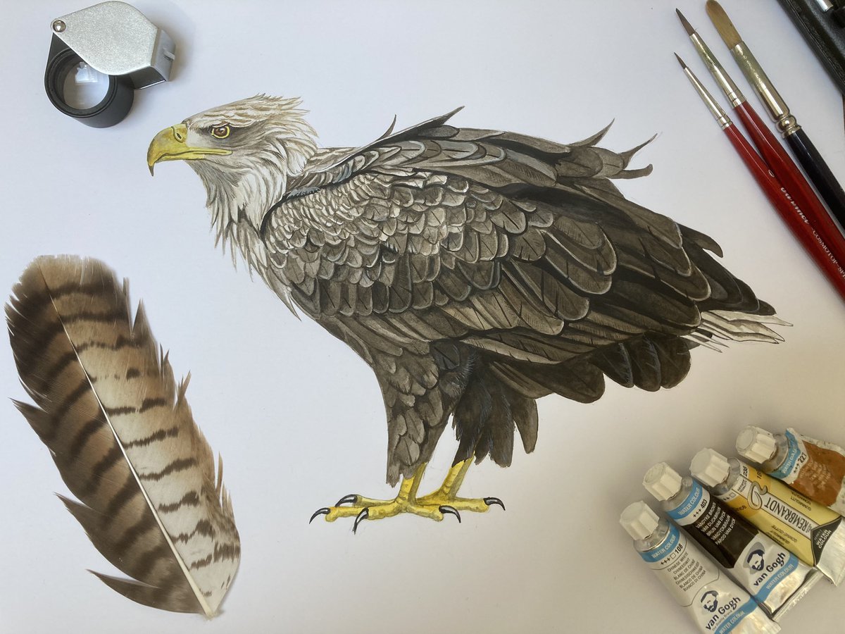 Laatste hand gelegd aan de zeearend. #seaeagle #birds #bridsofprey #zeearend #wildlifeart #wildlifesrtist #birdillustrations #birdillustrator #natuurillustratie #jasperderuiter #roofvogels