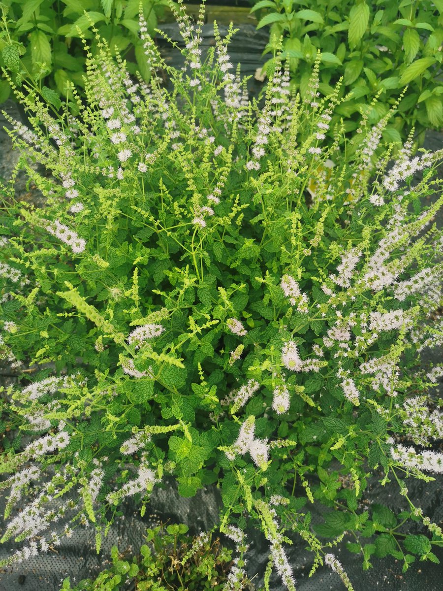 🌱Stunning Strawberry Mint looking its absolutely best today🌱