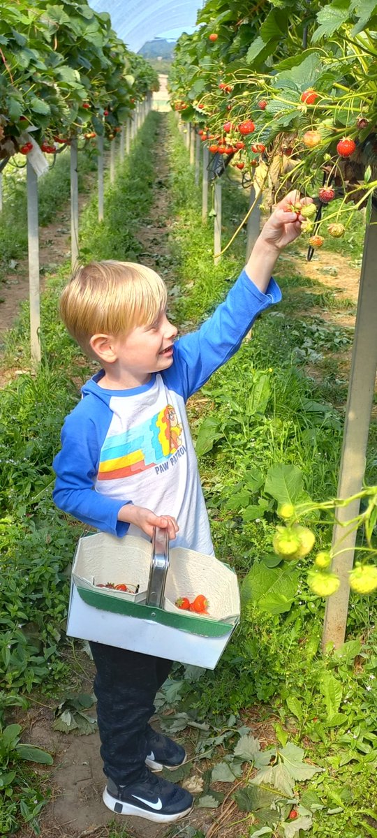 munro_nadia's tweet photo. @maria40617007 @SmileyStenny 
Andrew had a lovely time at @craigiesfarm. We have sunflowers, raspberries and loads of strawberries 🍓 yum yum 😋 https://t.co/7z6IPVx34u