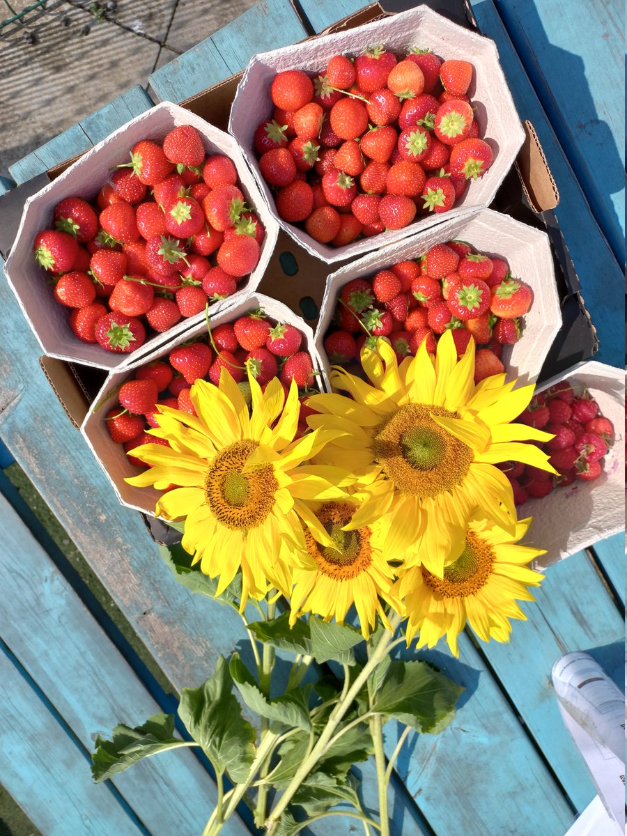 munro_nadia's tweet photo. @maria40617007 @SmileyStenny 
Andrew had a lovely time at @craigiesfarm. We have sunflowers, raspberries and loads of strawberries 🍓 yum yum 😋 https://t.co/7z6IPVx34u