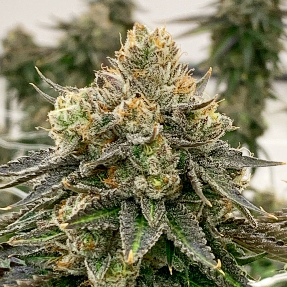 RareDankness's tweet photo. Me over here just wondering why everyone in the cannabis industry is so angry. “Letting go gives us freedom, & freedom is the only condition for happiness. If, in our heart, we still cling to anything - anger, anxiety, or possessions - we cannot be free. - Thich Hanh 🦨 #501stog https://t.co/eUKsljHpO3