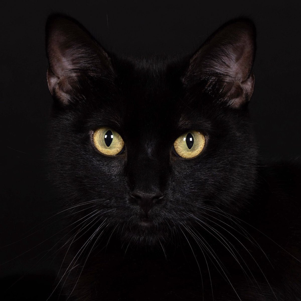 garybaseman's tweet photo. Ready for my close up, Mr. DeMille. BOSKO.
Portrait by #Cat_portrait.LA
Thanks @davenaz and @emsartscene & @izzoimages for Boskoโs first professional photoshoot.
Bosko is ready for @voguemagazine @elleusa @harpersbazaarus @Cosmopolitan @wmag and #catfancy @catster https://t.co/3BiGp2JiOJ