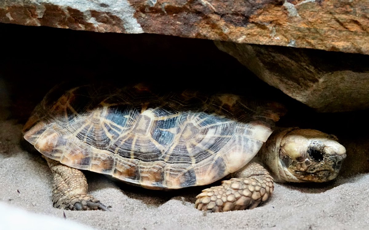 NaplesZoo's tweet photo. Happy 8th birthday to Blueberry, one of our pancake tortoises!

Learn more about pancake tortoises at: https://t.co/xwYt8Rqvss
 
#napleszoo #whattodoinnaples #naplesfun #placesinnaples #naplesmoms #onlyinnaples #swfl #southwestflorida #floridafun #southwestfl #swflorida #tortoise https://t.co/XqcA74RRep