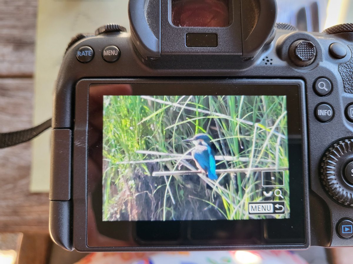 majomijling's tweet photo. Wel ver weg geschoten, maar ik ben hier al heel blij mee π #ijsvogel #ooij #natuurfotografie https://t.co/CvGqZ4rWmK