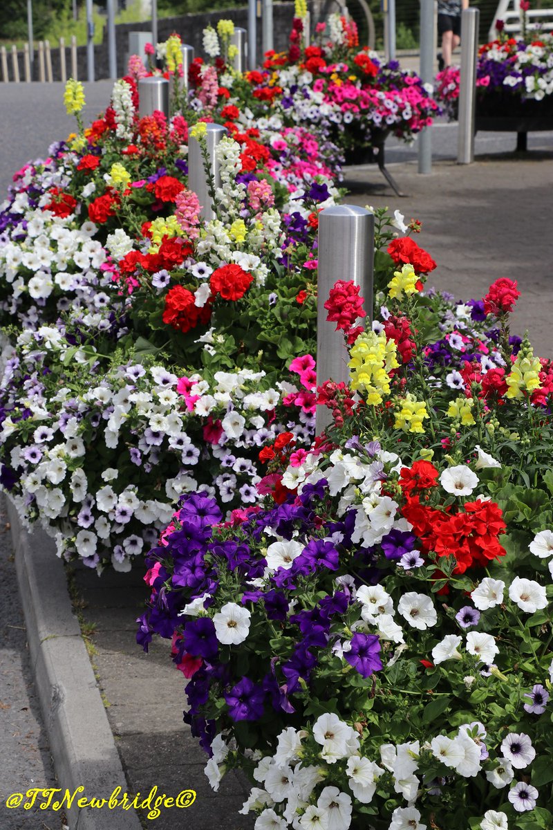 TTNewbridge's tweet photo. Others were deadheading #NewbridgeInBloom
A number of people have agreed to #AdoptAPatch & were keeping it #Litter free this morning & every day.
#Volunteers are also helping to Manage areas for wildlife @ helping local #Biodiversity
Thank you all
#ItsEasyToMakeADifference https://t.co/BeNReNkO7B