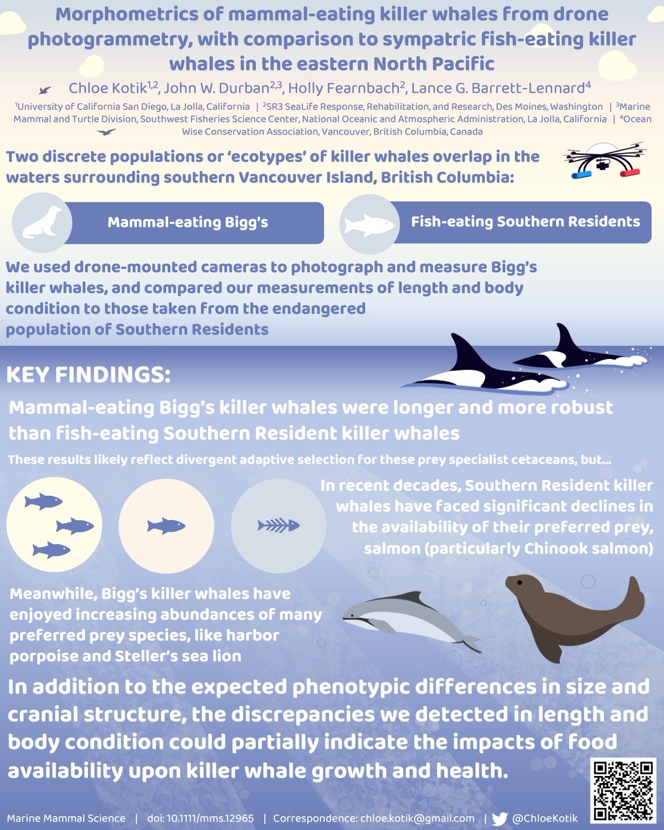 Thrilled to announce my first publication in #marinemammalscience is now available! 

We used drones to establish length, growth, and body condition in Bigg's #killerwhales and compared their morphometry to endangered Southern Residents.

✨doi.org/10.1111/mms.12…✨