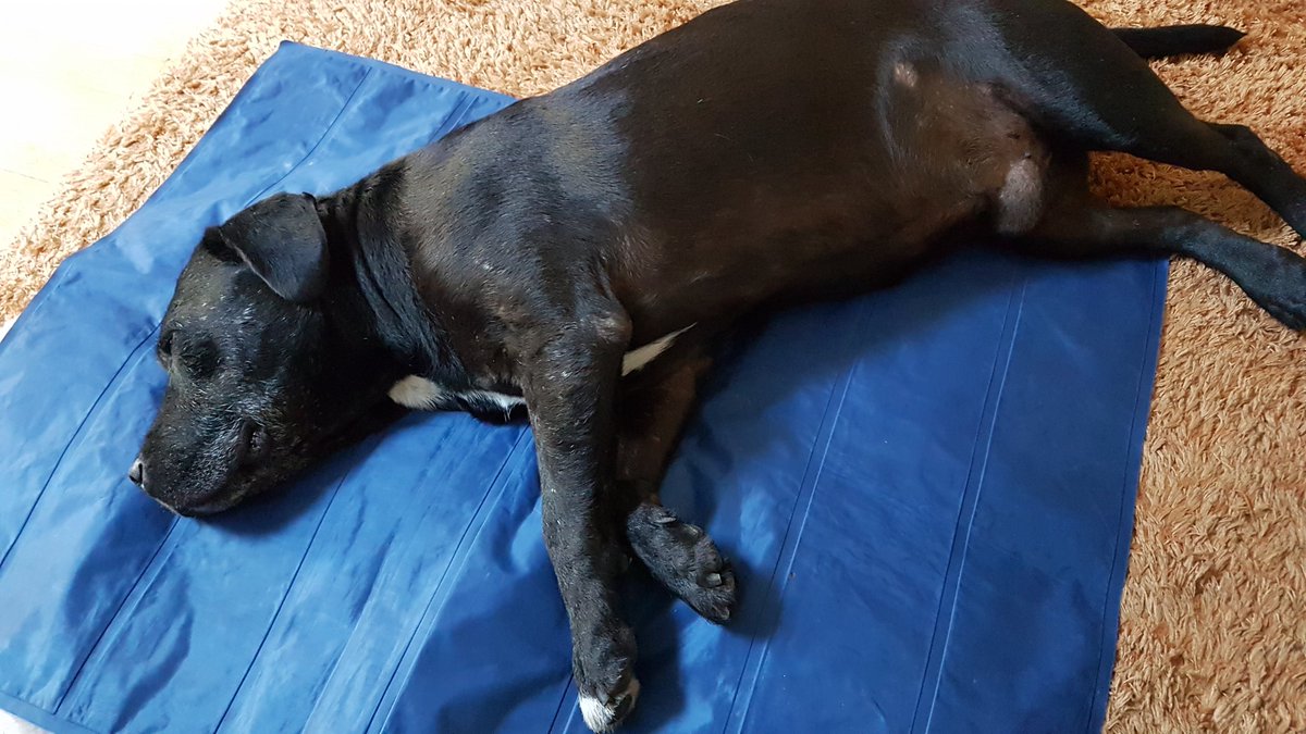 Albert91347513's tweet photo. Today is a day for the #Coolmat 
That is all 😴
#DogsofTwittter #AdoptDontBuy #RescueDogs https://t.co/hBKe36lsZ2