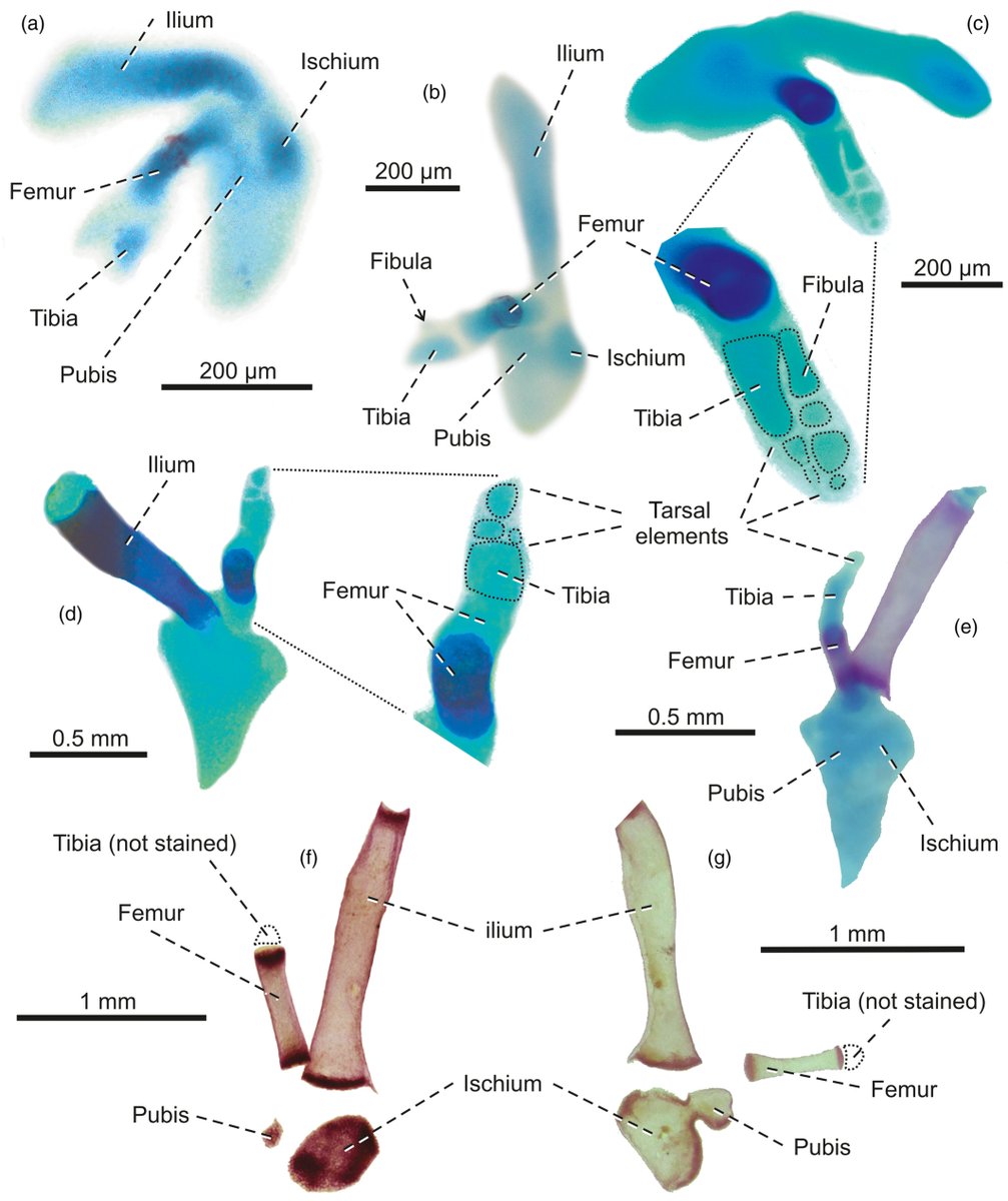 AnatRecord's tweet photo. Read about hindlimb limb loss in glass lizards and other related taxa (Anguinae) by Jozef Klembara et al.:
https://t.co/4lhduHaD0m
#anatomy #lizard #lizards #anguidae #hindlimb #development #ontogeny #limbloss #morphology #pseudopus #osteology https://t.co/1Qg0VgH1Wo