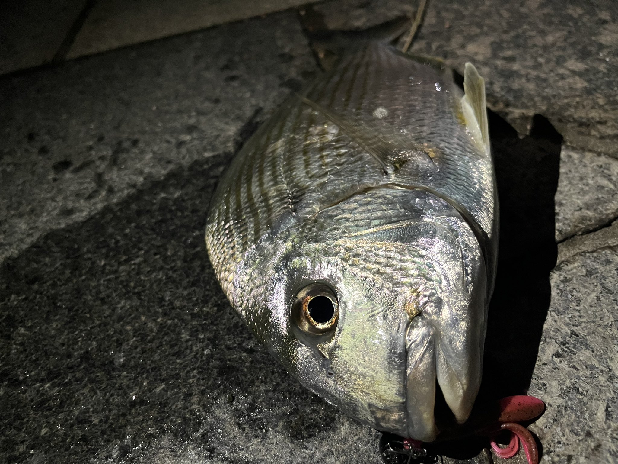 きんたむ 貧乏底辺アングラー 真面目にキビレだけを狙ってみた ヘダイしか釣れんのやけど 笑 T Co Nppioixw74 Twitter