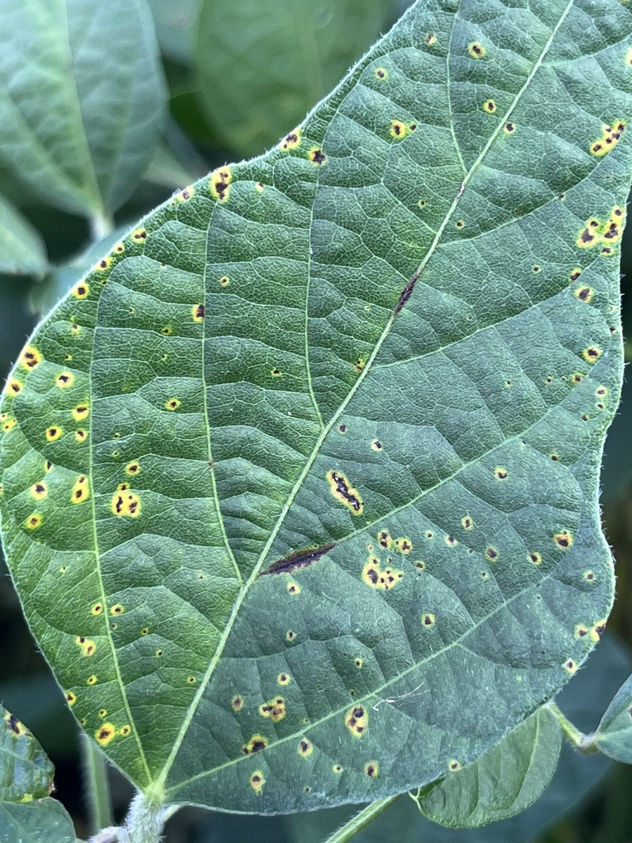 baldpathologist's tweet photo. Bacterial blight of soybean tends to occur following a rain. Symptoms can vary, albeit subtly, based on variety. Mild symptoms outlined by a yellow halo tend to be observed in the uppermost canopy @MSSoybean #mscrops https://t.co/1AdIeykaoh
