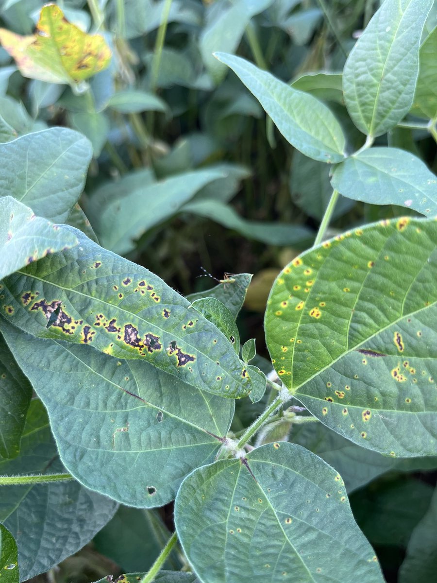 baldpathologist's tweet photo. Bacterial blight of soybean tends to occur following a rain. Symptoms can vary, albeit subtly, based on variety. Mild symptoms outlined by a yellow halo tend to be observed in the uppermost canopy @MSSoybean #mscrops https://t.co/1AdIeykaoh