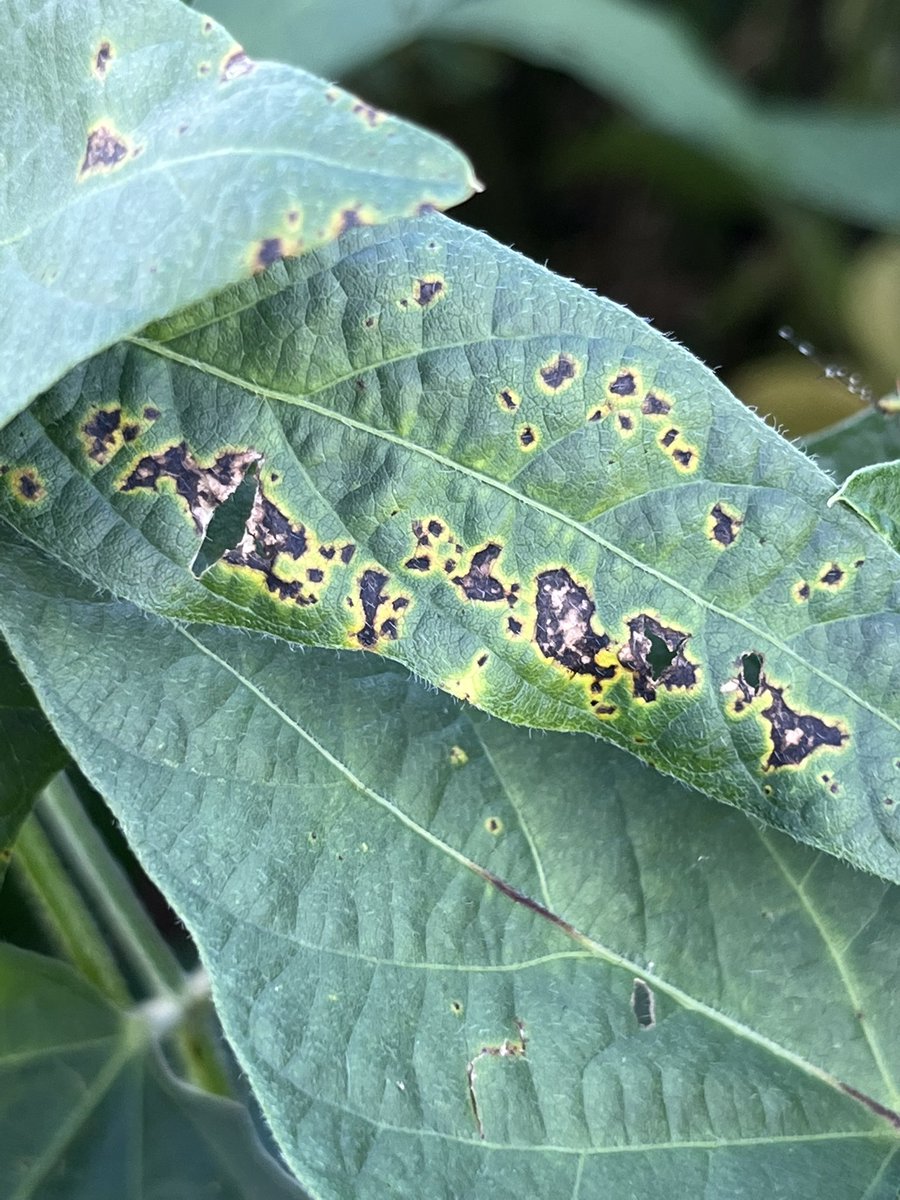 baldpathologist's tweet photo. Bacterial blight of soybean tends to occur following a rain. Symptoms can vary, albeit subtly, based on variety. Mild symptoms outlined by a yellow halo tend to be observed in the uppermost canopy @MSSoybean #mscrops https://t.co/1AdIeykaoh