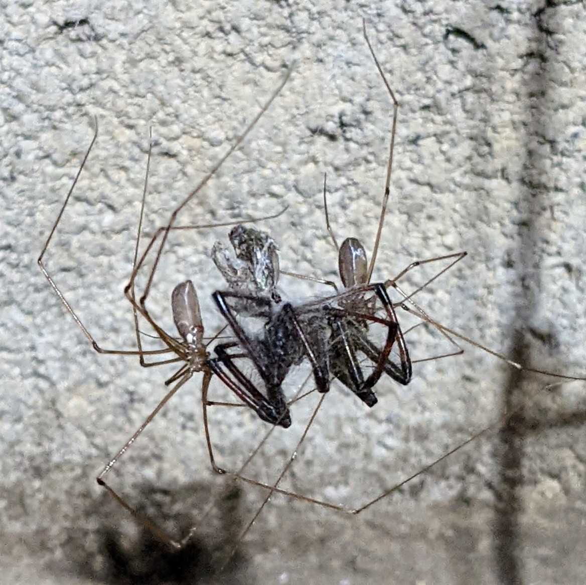 UnDyrk's tweet photo. Two on one isn't quite fair, but this had to be a battle of the ages.
#spiders #spiderfight https://t.co/y05ukiHTcj