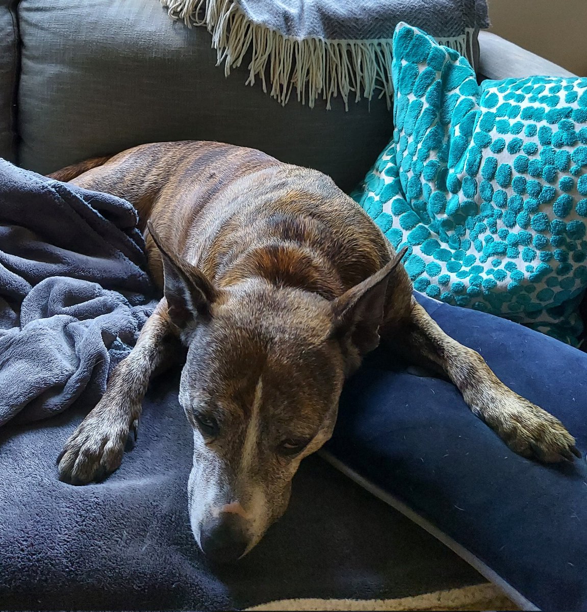 LottieSpots's tweet photo. Today I have mostly been snoozing in the cool indoors. #staffiesaturday #toohotfordogs https://t.co/ybzGNOwSPn