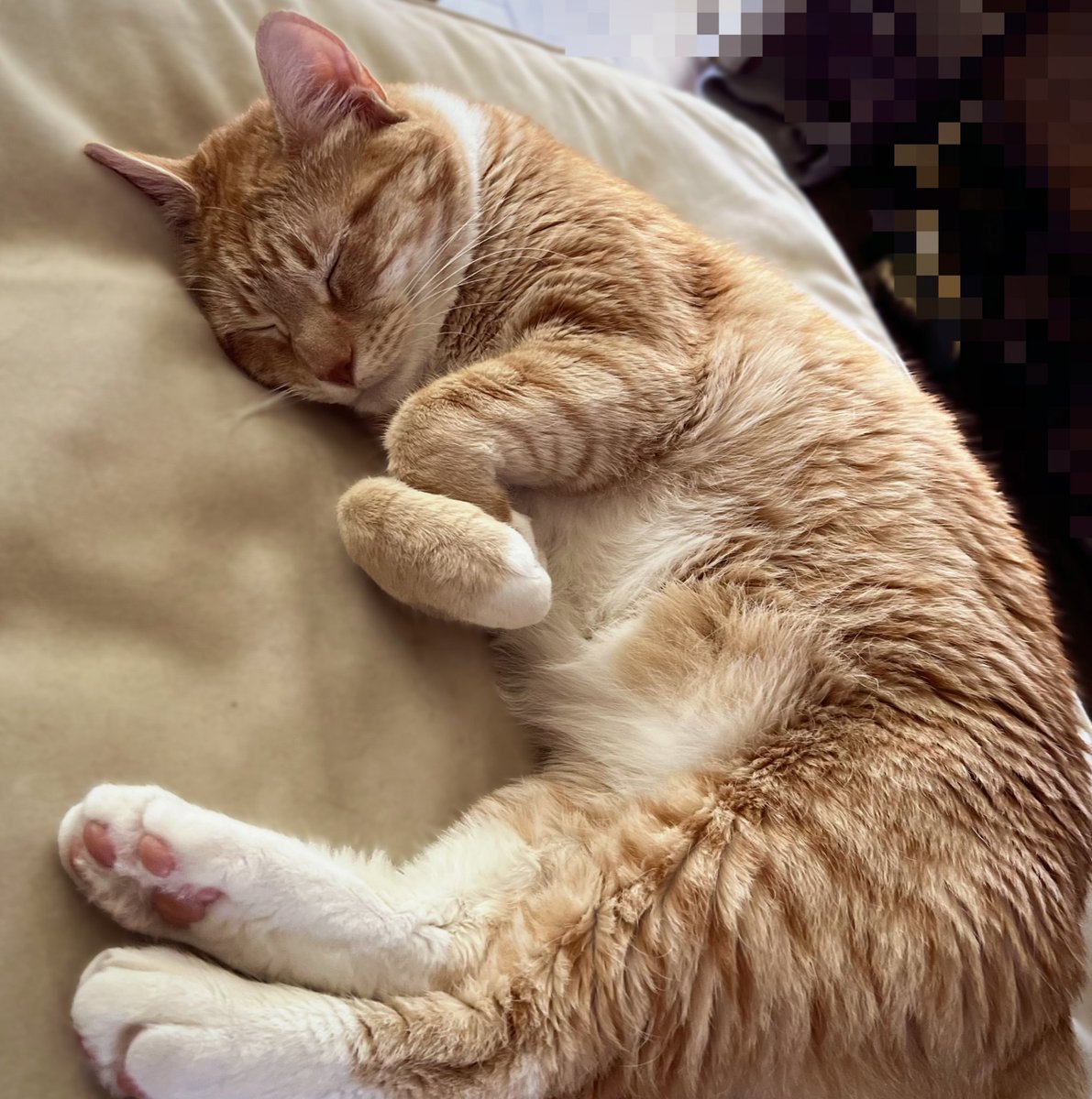 JortsTheCat's tweet photo. It is VERY adorable to stay hydrated and get good rest whenever possible https://t.co/jARJc1rpgt