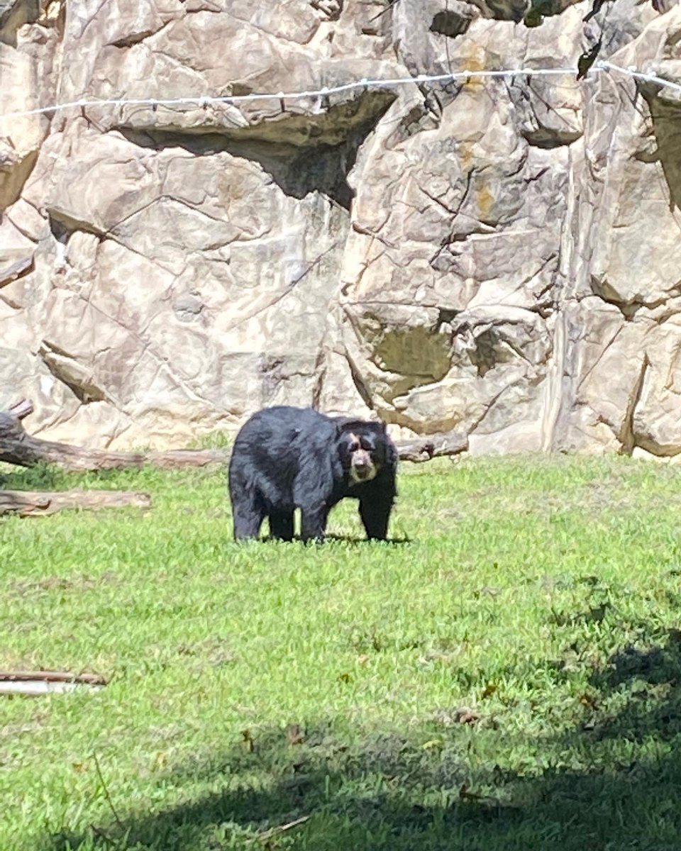 Took Stephen to the zoo and he goes and gets eaten by a tyrannosaurus. #zoo #dinosaur #fossil #fypシ #foryou #viral #trending #washingtondc #fatherandson