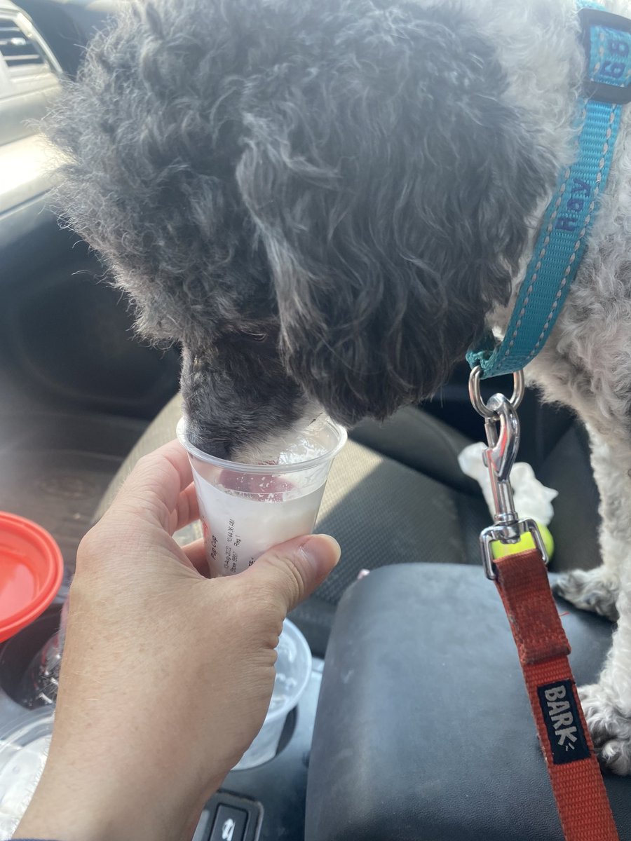 kristie_girl's tweet photo. When youโre a pretty good boy at yoga ๐งโโ๏ธ and donโt embarrass mom (too) much, you get a puppuccino โ๏ธ ๐จ ๐ฉ ๐ #raydays โ๏ธ โฎ๏ธ๐ https://t.co/AUqplQgIcQ