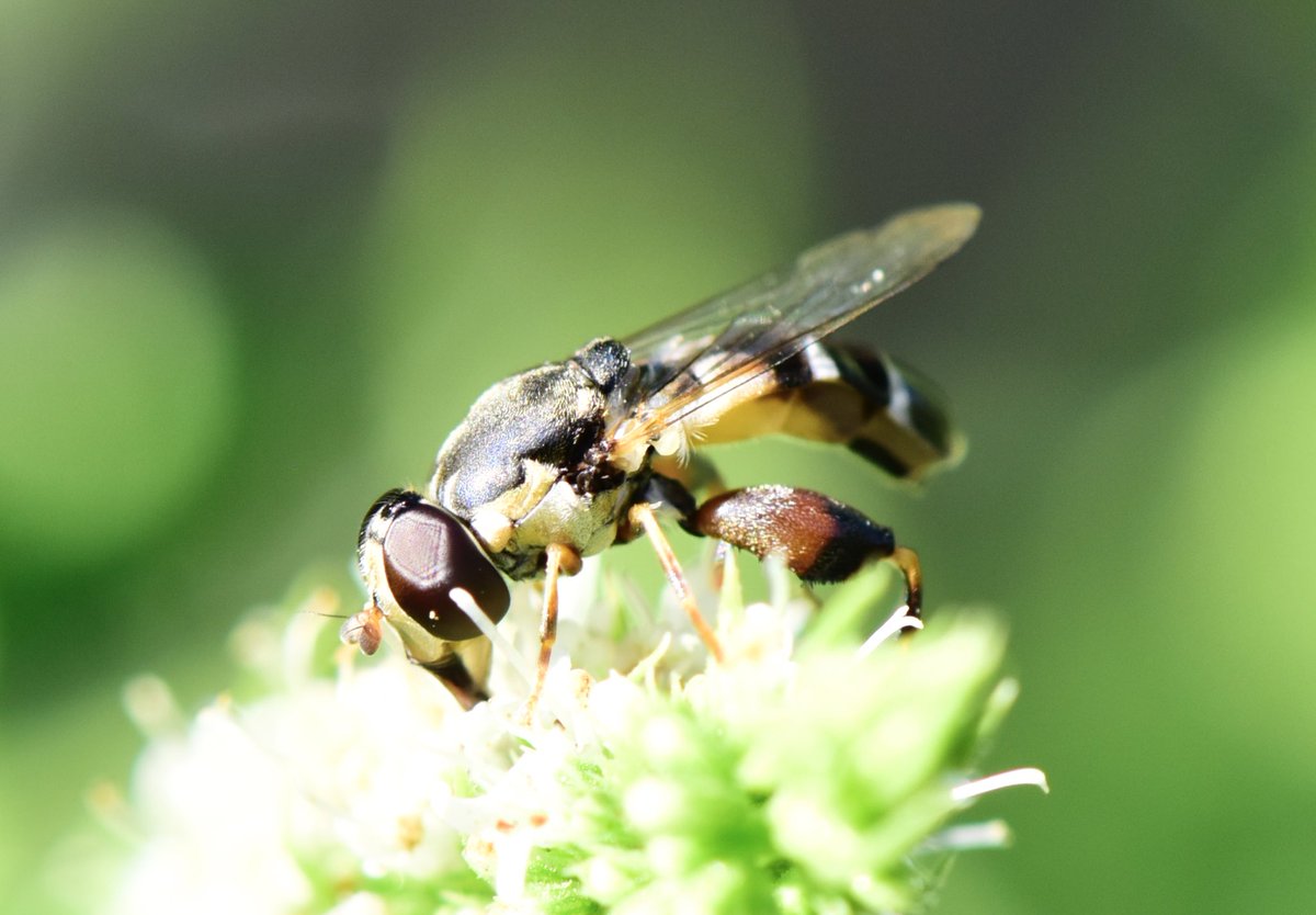 miqbo's tweet photo. (Syritta pipiens).
#syrittapipiens #syritta_pipiens #thickleggedhoverfly #thick_legged_hoverfly
20220710 Sant Gregori. https://t.co/pnLxagWPtu