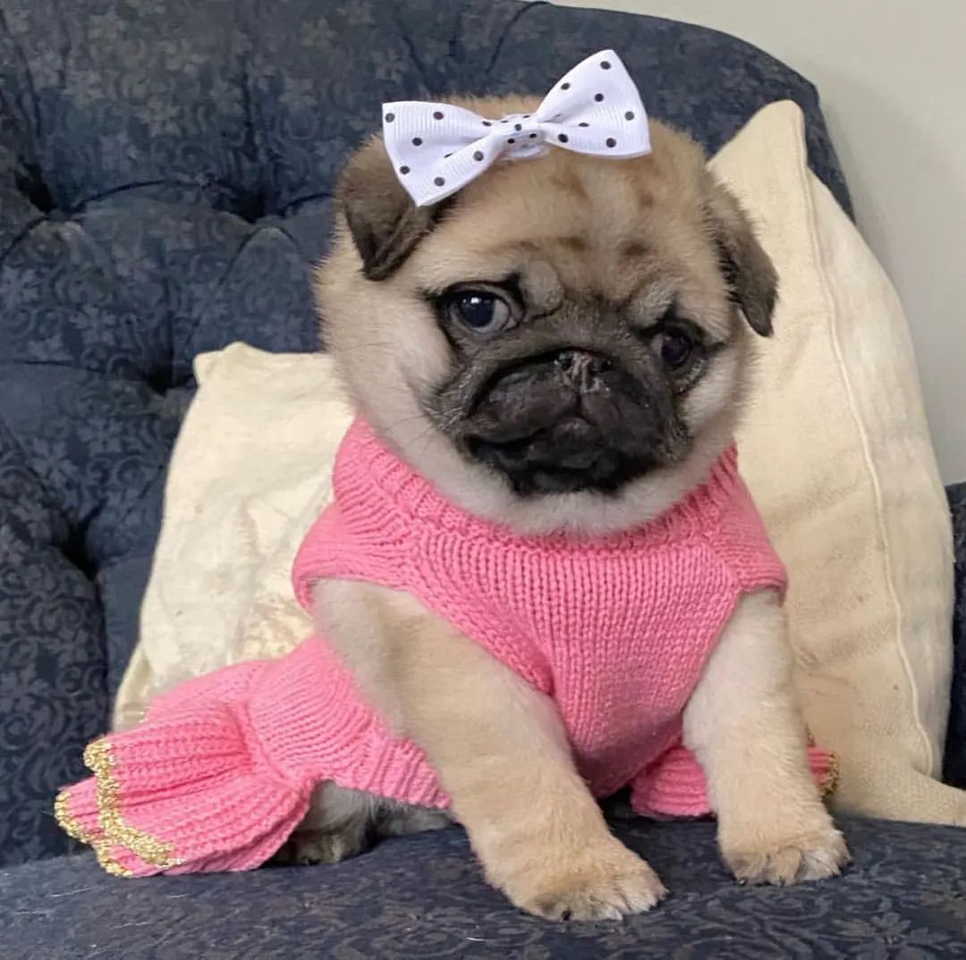 PugLovers0 tweet picture