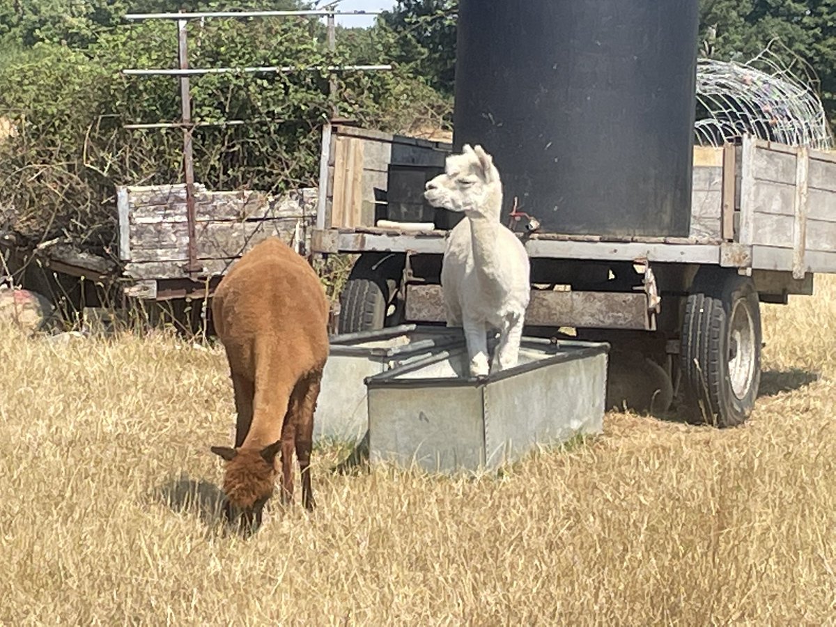Scott_Dutton's tweet image. Alpaca trying to keep cool.