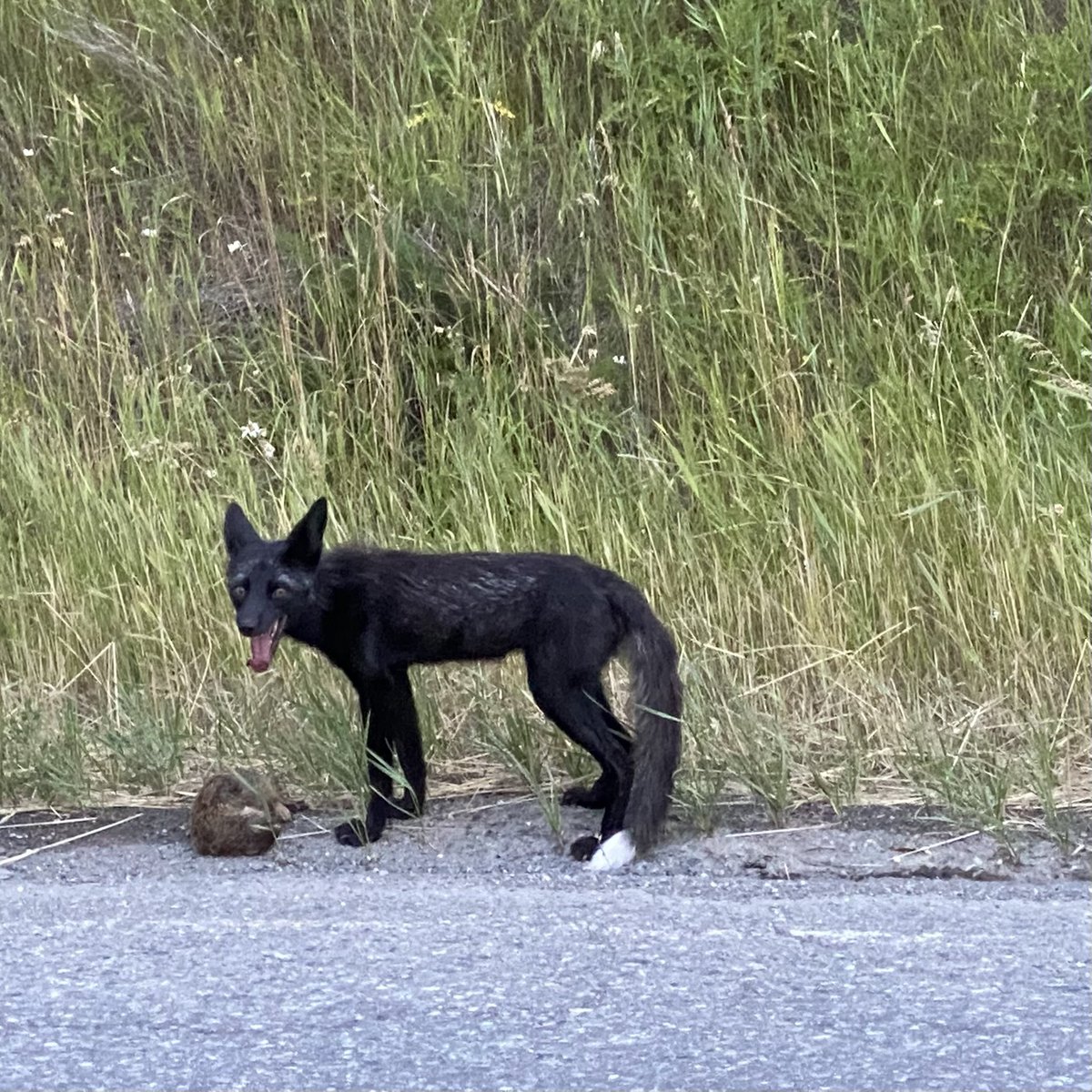 JimmyNoTyres's tweet photo. Not such a lucky #possum in the mouth of what we think is a rare black #fox. Lucky for us though! @SunPeaksResort @BCWildlife @bcwildlife1 https://t.co/0bo7kSLpNS