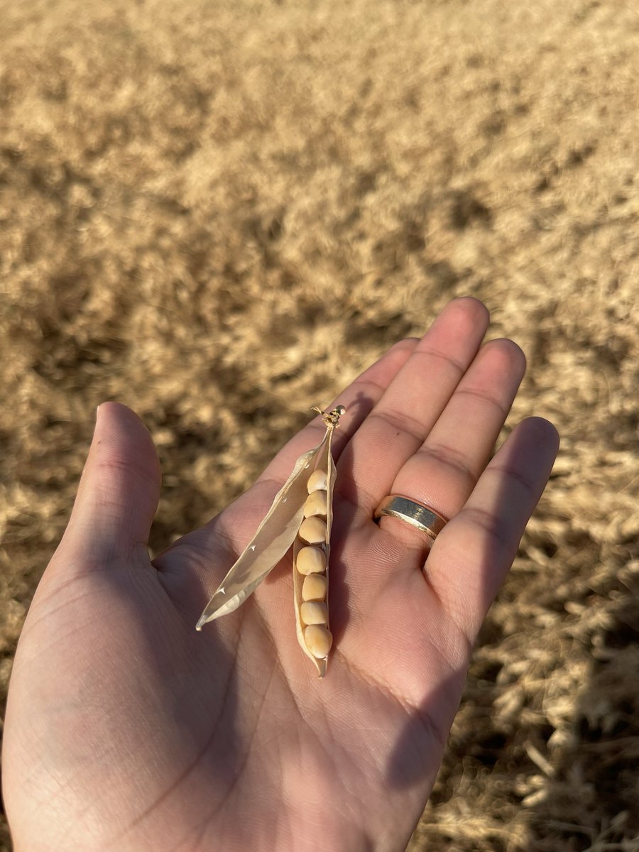 Summary of the past week — SW Sask and S Alberta pulse harvest is underway… within the next weeks more regions to get going.