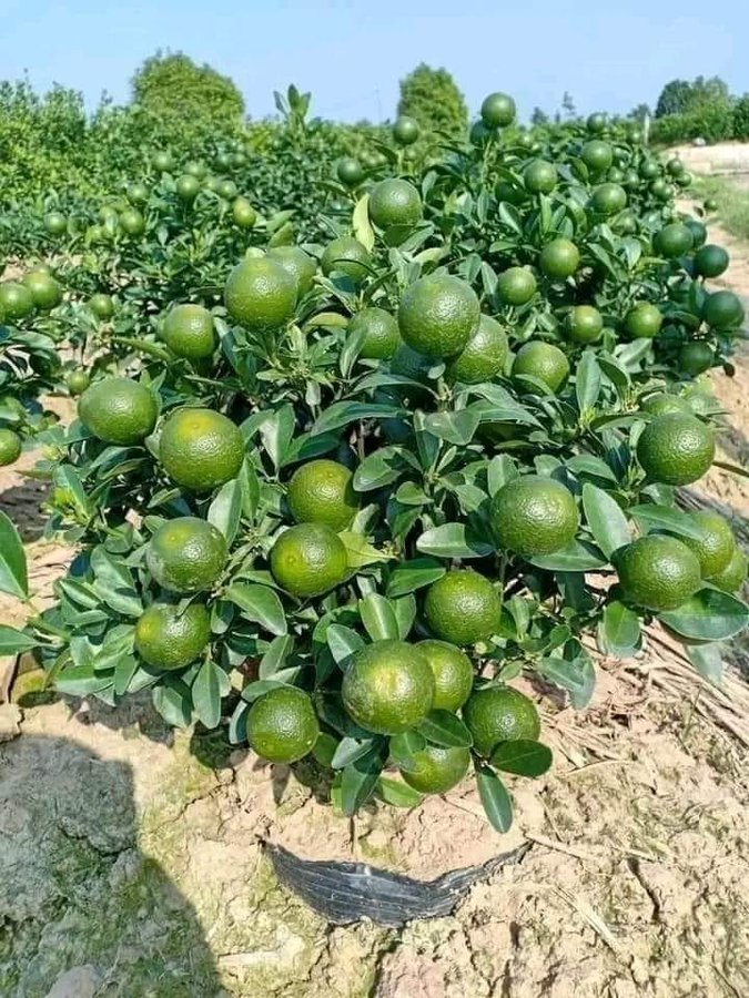 If you are interested in modern #orange orchard, like and retweet.