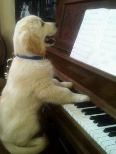 Redmond Piano Tuning tweet media