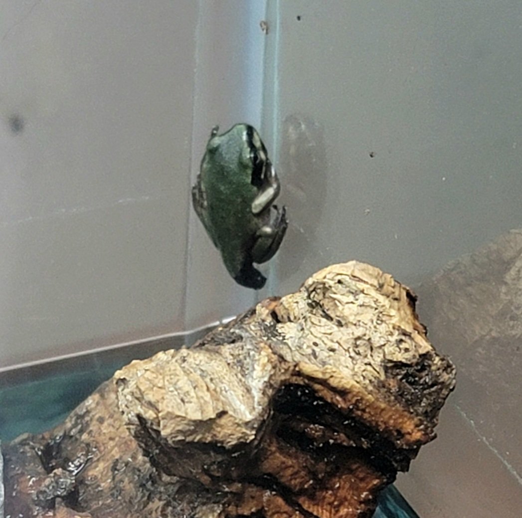 FeelinFroggieMO's tweet photo. Our very first froglet to emerge out of the water! 🐸💚
#WhitesTreeFrog #WTF #DumpyTreeFrog #LitoriaCaerulea https://t.co/7neq7tRTJ4