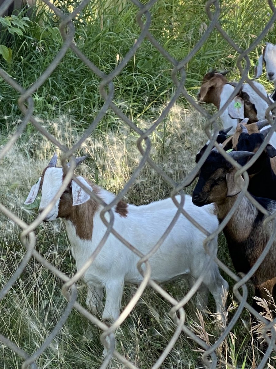 Some kids enjoying the tall grass this morning at Explore Edmonton’s Urban Farm. #yeg