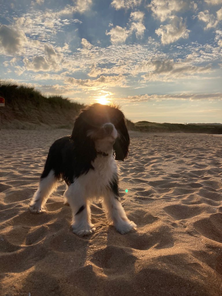 _M_egg's tweet photo. Photos my bf takes of his dog vs photos he takes of me https://t.co/UxPilfE5N8