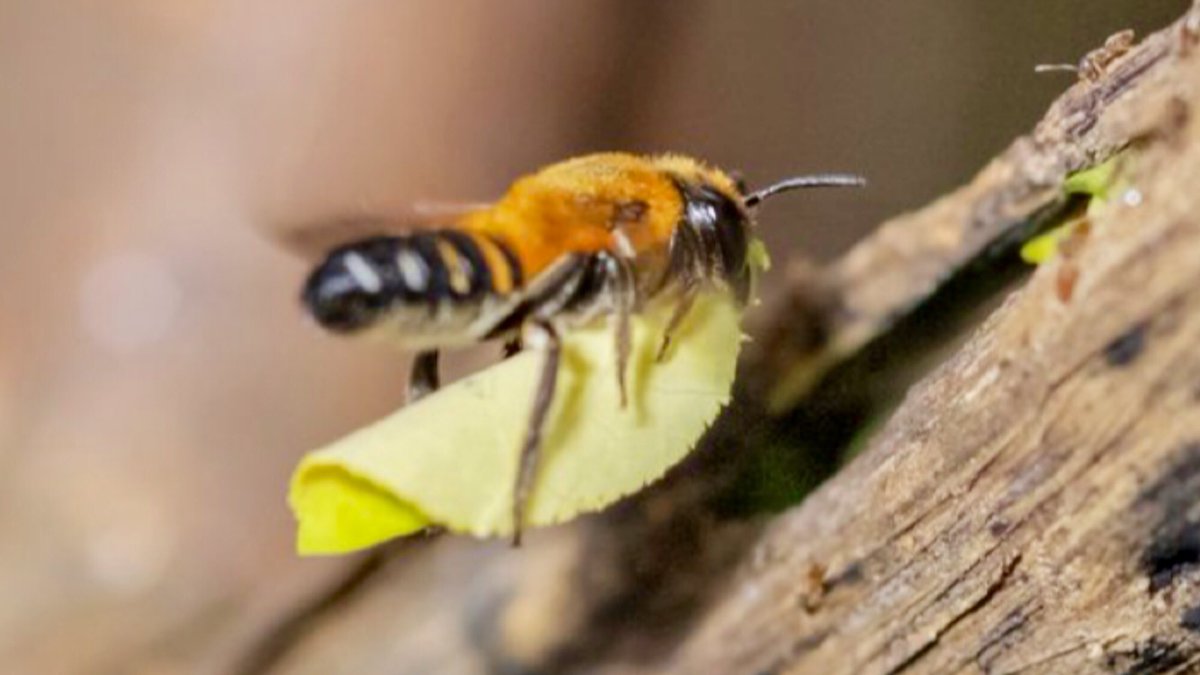 Bulldog_Ant tweet media