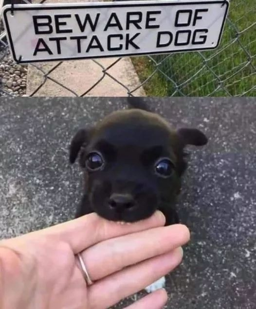WholesomeMemes tweet media