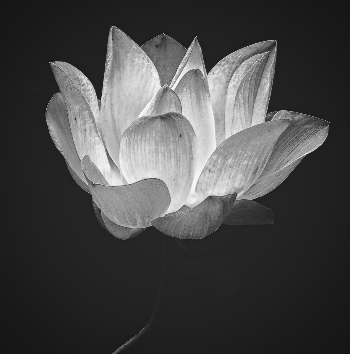 lubihph's tweet photo. #flower #lotus #blackandwhite #photography https://t.co/igsbEA20nu