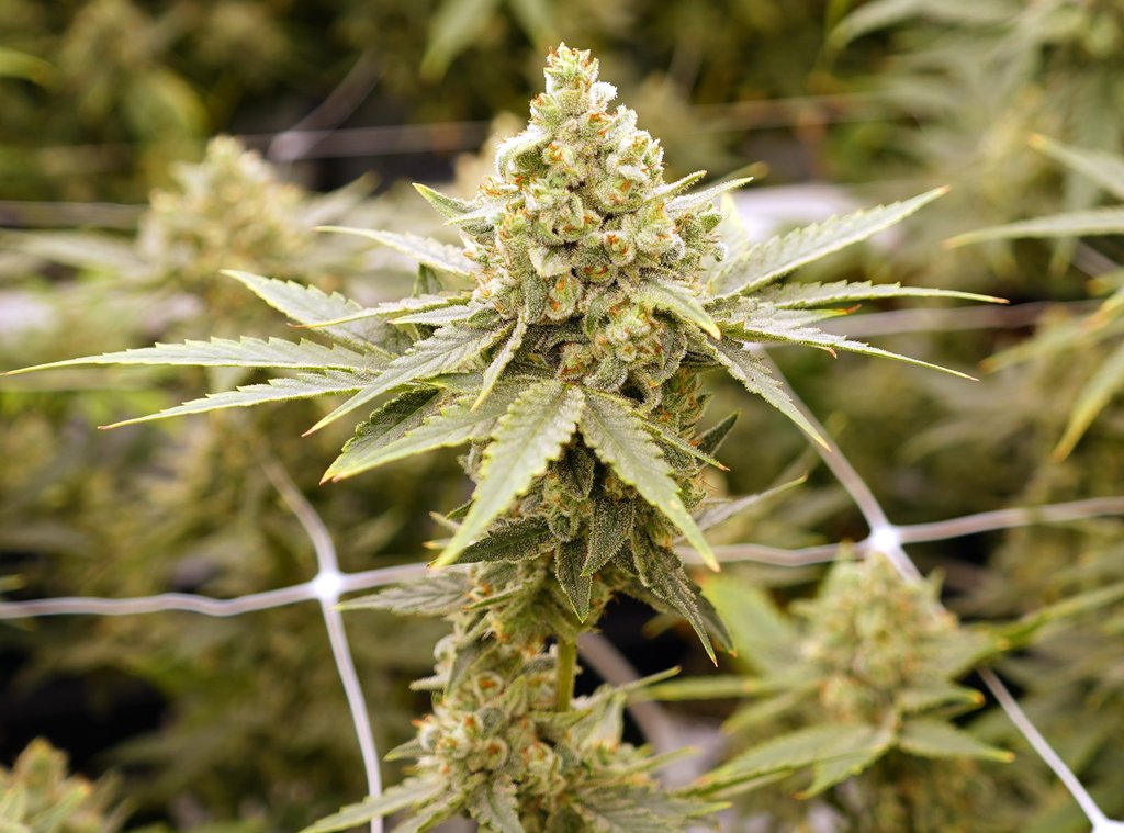 fluentcannabis's tweet photo. Spending our Saturday with our best buds! 🌱
What strains would you like to see come to a Fluent near you?
#WeSpeakCannabis #FLGrown #CannabisCultivation https://t.co/ndxCPIcuqR