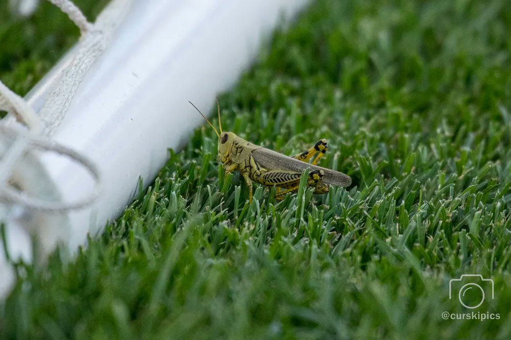 CurskiPics's tweet photo. All sorts of wildlife at @allianzfield this @MLS weekend!
#loon #grasshopper #tcbear #bear #drone #mlsallstargame #alianzfield #wildlife #mascots #mls #stpaul #minnesota #sports #grass #Pentax https://t.co/ADu6rlWUXT