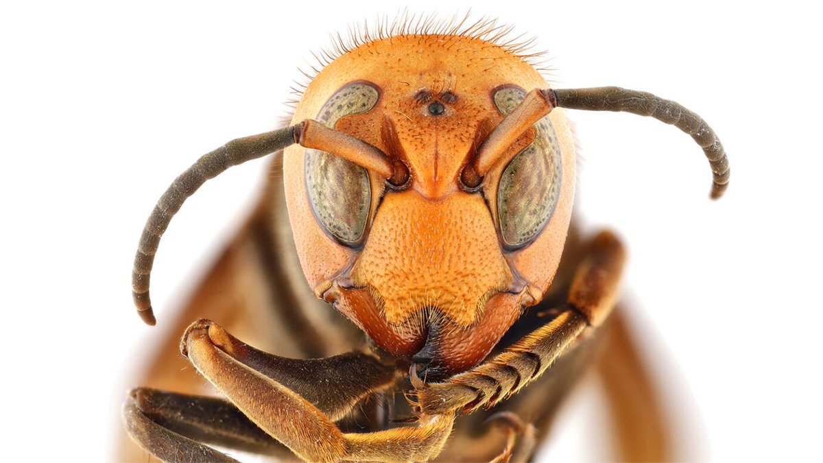 Bulldog_Ant tweet media