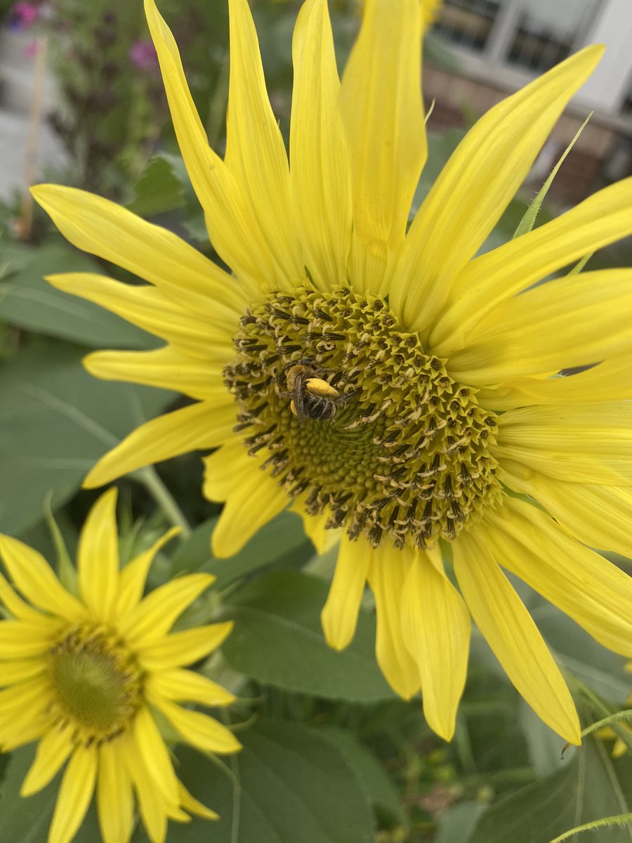 murpheegurl's tweet image. And what to my wondering eyes did appear but a Bee that didn’t get eaten by Ford. #Pollinator #PollinatorPants #TeamBee #BeeTheChange