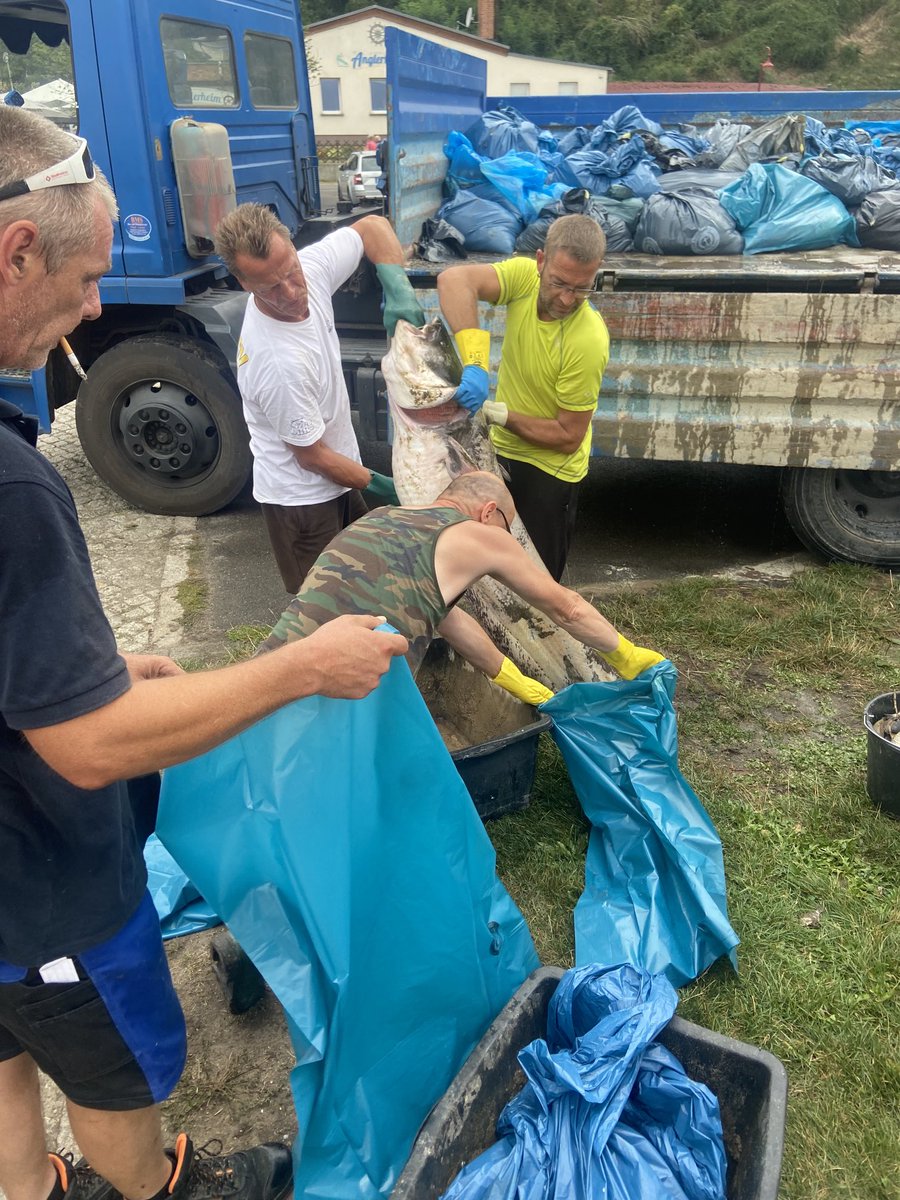 MartinNejez's tweet photo. Was die Freiwilligen an toten Fischen aus der Oder ziehen ist wirklich apokalyptisch. An die 20 Tonnen sollen es allein heute im Landkreis Märkisch-Oderland gewesen sein. https://t.co/uPhL52VcKk